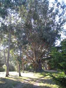 Cypress and eucapylptus