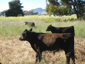 Grass fed goodness at Sebastians