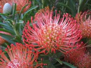 Red flower Balson 3