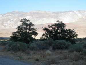 Two trees Sierra