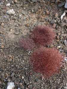 Red brush a