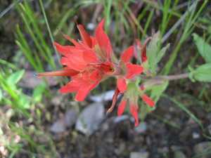 Paintbrush