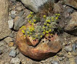 Amazing planter 2ac