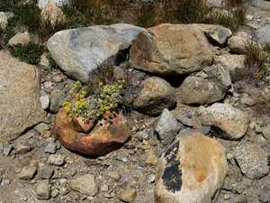 Amazing planter 3ac