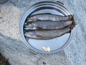 Our trout friends