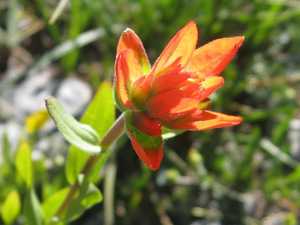 Paintbrush c