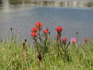 Paintbrush pond