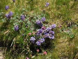 Purple flowers a