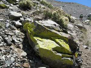 Rock with green lichen a