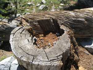 Stump and log