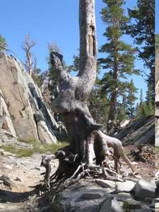 Twisted trunk