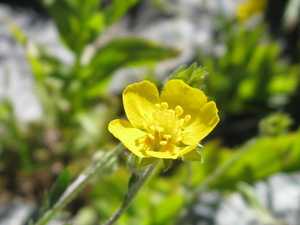 Yellow cup