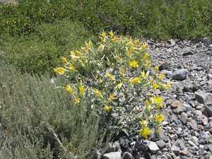 Yellow flowers