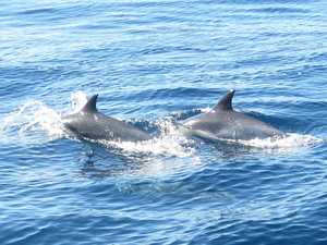 Dolphins swimming with us