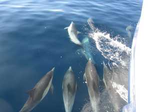 Dolphins with us
