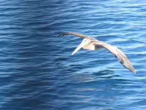 Pelican with us
