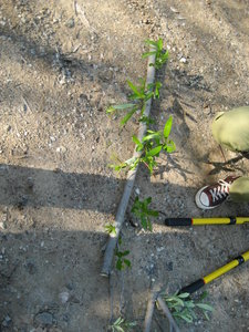 Willow stake ready to be installed